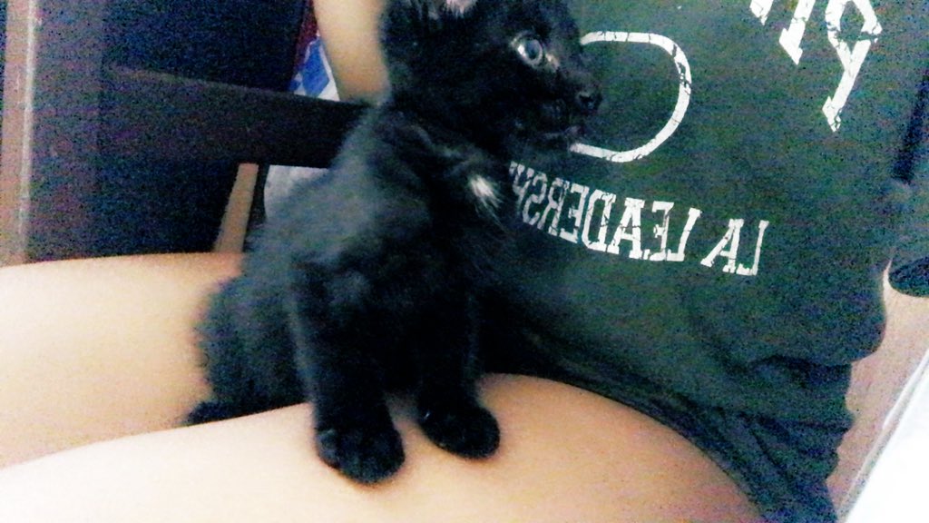 viewcloud9's tweet image. I love catsitting killer cuz he’s such a cute little daredevil 🥰😁