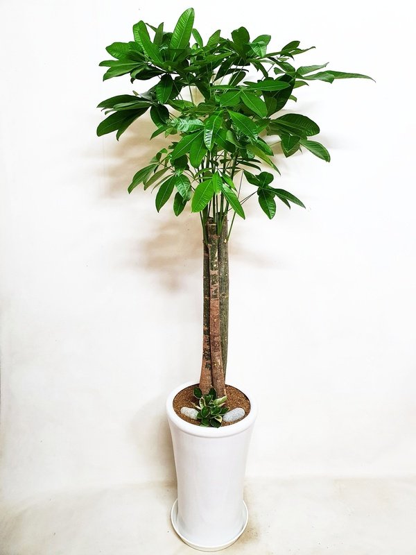 파키라 공기정화식물 개업화분