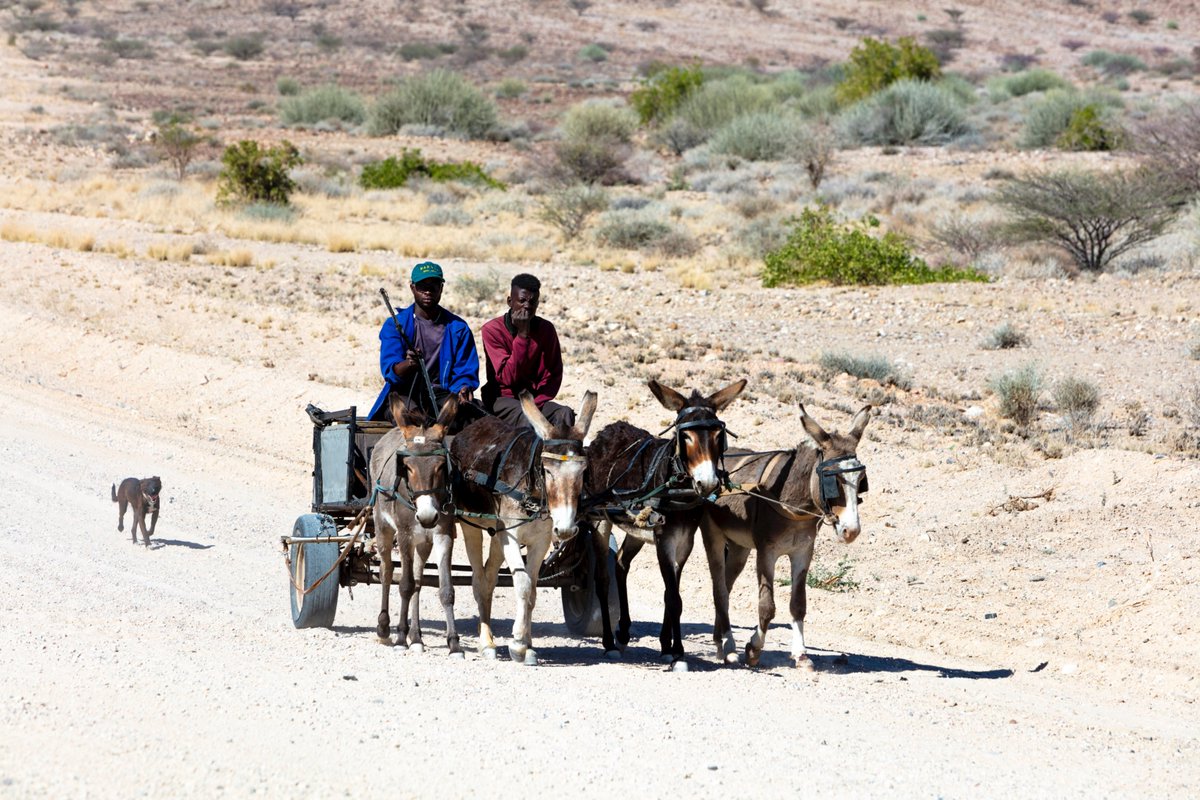 elenatravelnam's tweet photo. Somewhere in Damaraland
#Dronesberg #Damaraland #Africa #DroneNamibia #NamibwebCom #ExploringNamibiaTV #DonkeyCart #YouTubeVideoNamibia #BlogNamibia #NamibiaPhoto https://t.co/twTIjN7tls