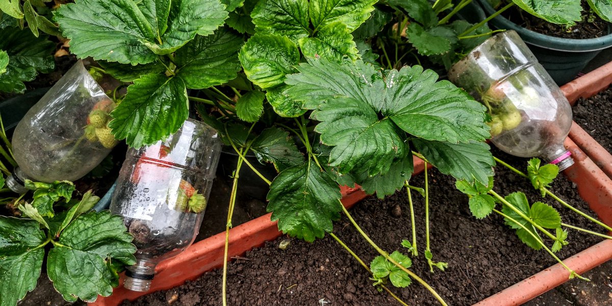 tismenic70's tweet photo. Now this is what I call a proper strawberry!
Had to be inventive to keep the birds and squirrel off them.
#Chattips has nothing on me and an empty pop bottle 🤣🙈 https://t.co/Fcq0KLbHqn