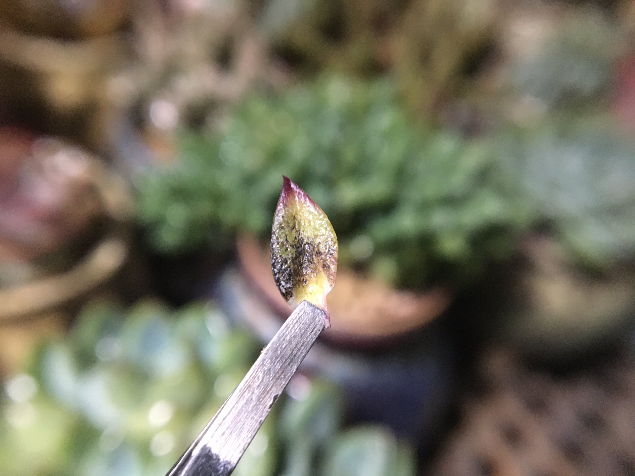 賀 多肉植物 ᴗ ๑ 黒すす病は多肉の慢性病です 病気の発見は早ければ早いほどいいです 病気多肉の表面を滅菌剤で完全に滅菌作業をする 残りの滅菌剤を鉢に入れて土と根を滅菌する 寂しそうですが他の通風がいいところで隔離する カビが拡大