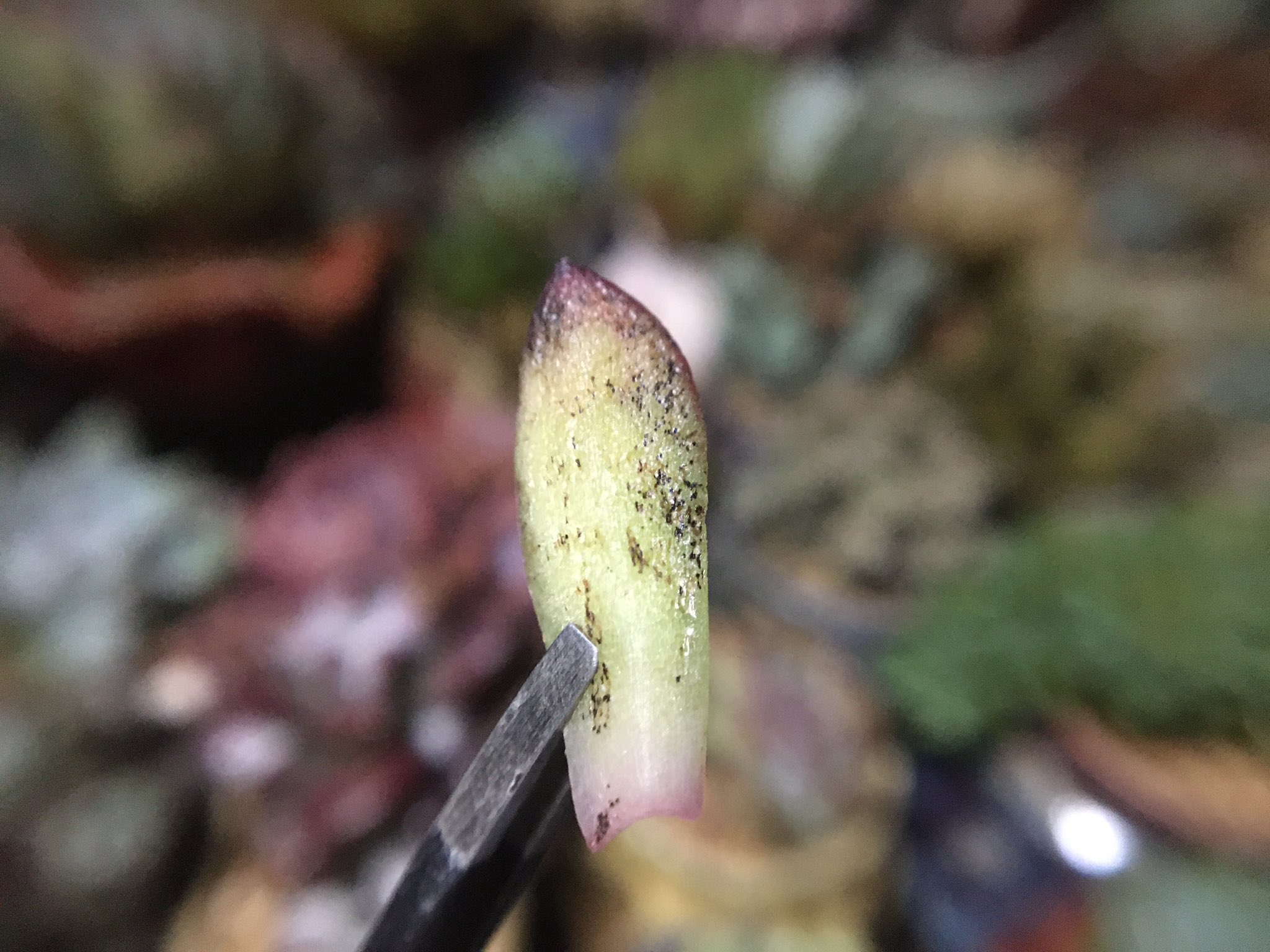 賀 多肉植物 ᴗ ๑ 黒すす病は多肉の慢性病です 病気の発見は早ければ早いほどいいです 病気多肉の表面を滅菌剤で完全に滅菌作業をする 残りの滅菌剤を鉢に入れて土と根を滅菌する 寂しそうですが他の通風がいいところで隔離する カビが拡大