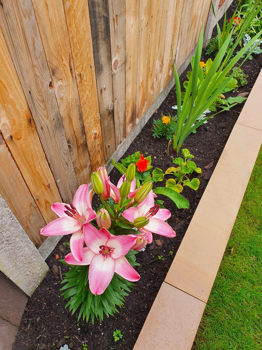 I'm not great at gardening and this is the first year we've ever made a flower bed and planted. I'm very chuffed with these 😍💐