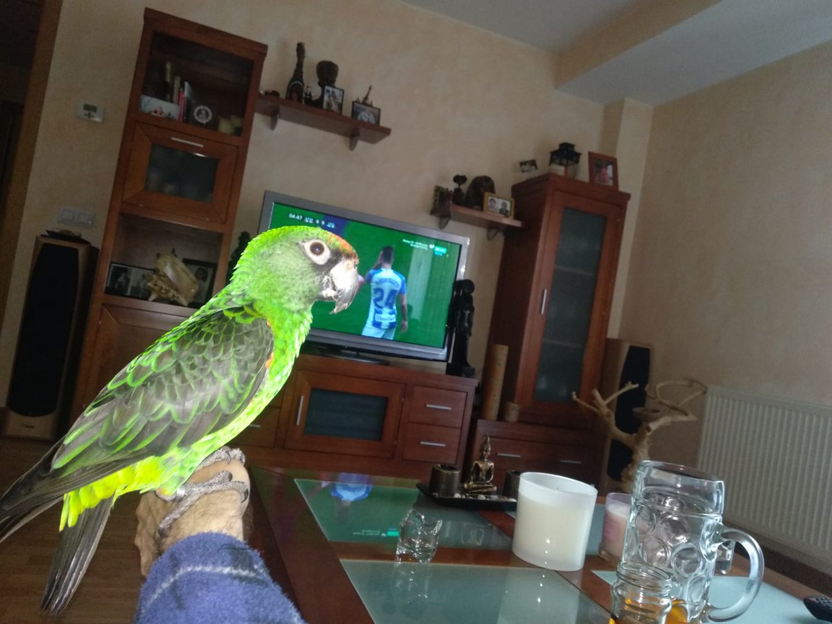 elena_remacha's tweet photo. @vcn_paracuellos @ParacuellosDig @ICxParacuellos @somosparacuells Buenos días, necesito vuestra ayuda. Anoche se escapó una lora por la zona del CEMAJ, si la veis por algún árbol o parque por favor avisadme con un mensaje. Muchas gracias https://t.co/m8DcJvoWNb