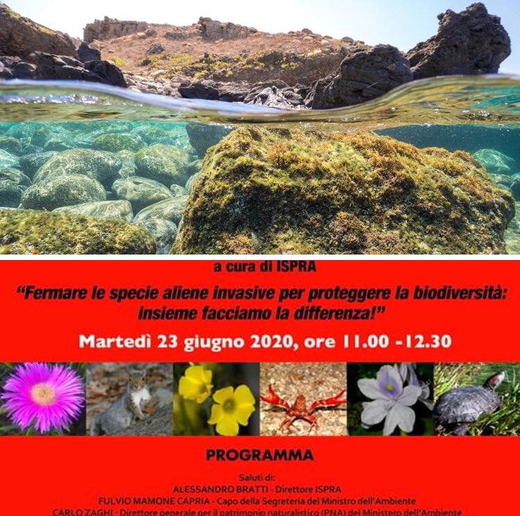 LifeASAP_eu's tweet photo. 📌 S👽VE THE DATE’ #23 #GIUGNO “FERMARE LE SPECIE ALIENE E PROTEGGERE LA BIODIVERSITA’: INSIEME FACCIAMO LA DIFFERENZA!”
Diretta su Facebook e sul canale Youtube di ISPRA https://t.co/jIJn7NxoCW
Programma completo
https://t.co/vW8jbLgSbC
📸#MathiaCoco https://t.co/OtuHnnVVpd