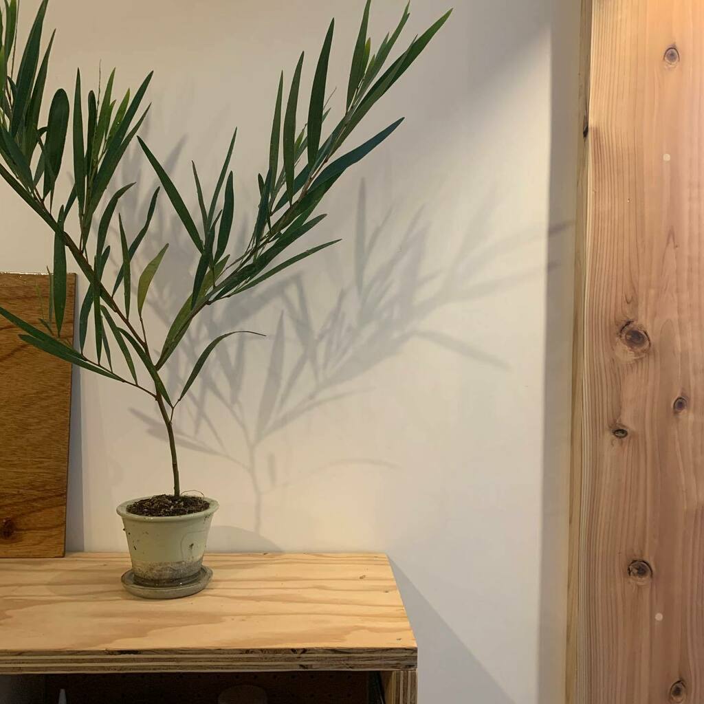 ますいいリビングカンパニー高崎分室 Masuii Takasaki Twitter