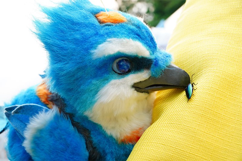 CLICK_the_bird's tweet photo. Tweeb-chucho! 💙🐞💙

📸: @KABUTO_FURRY ✨
#CLICKBird https://t.co/ZtBhBBCbfW