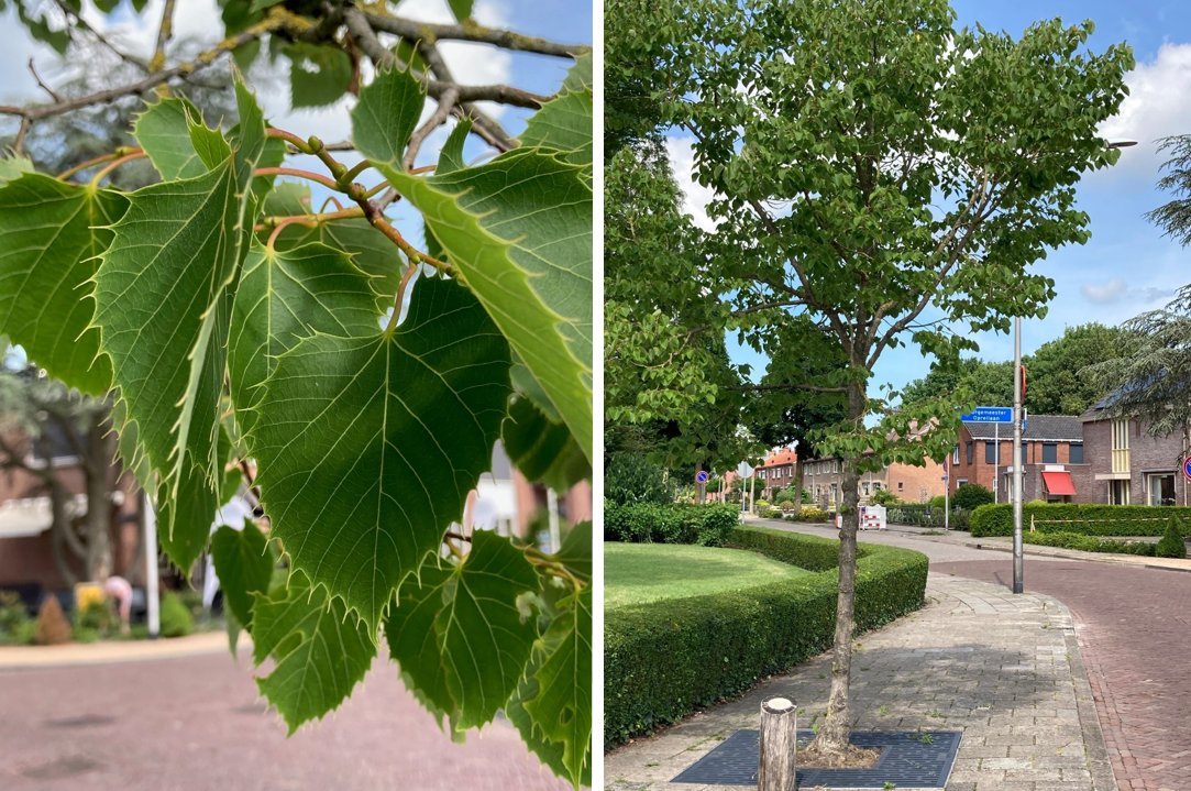 Welke boom zien we hier? en in welke plaats?
Waar de boom in wortelt verklappen wij alvast: Boomgranulaat ECO. #groen #gezondegroei #plantplaatsen