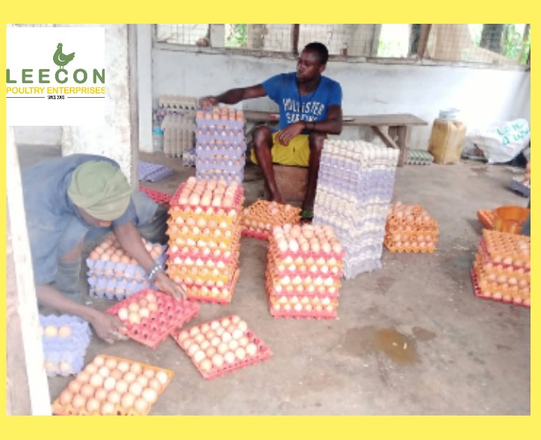 LEECON Poultry Enterprise has been in operation since 2002 supporting agriculture and food security in #SierraLeone 🇸🇱 whiles creating jobs for #Youths