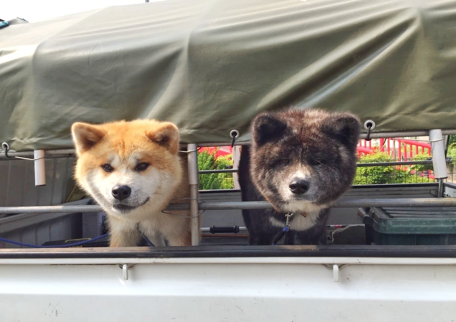 あきほ 秋田犬会館 軽トラ時のご出勤 T Co C8etpom4yb Twitter