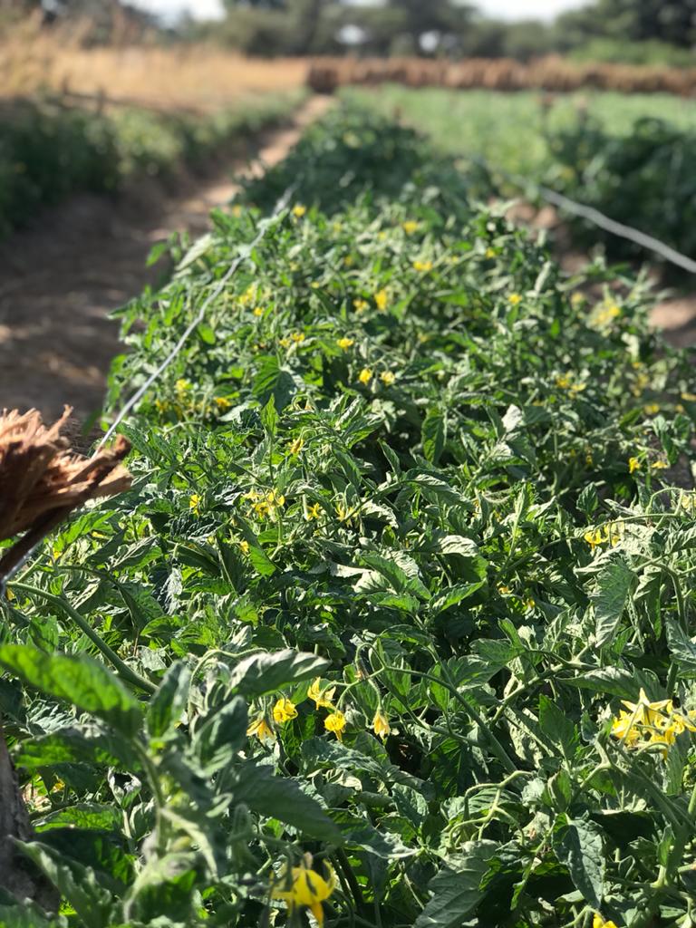 MamboMatienga's tweet photo. @AmandaNamayi @CGIARclimate @DrCedric_H @IamVictorMugo @JohnAgboola_ @CGIAR @rodgers_kirwa @sharonjcheboi @olareeh @miss_abimbola @lizgulaz @catmungai @DebisiAraba @AgrarianOpp @njau_robin @SandraNabasirye @FarmersTrend @farmerscornerng @Agro1Media @amin_maslah @BiovIntCIAT_eng @FARAinfo @Ainatolulope1 @OyinAsaaju @agbejohnn @BashorunGa_ @ezrashedracks @LakiShie @WediFarms @IrriHub @mkiptoo @AmEricMwenda @benkinuthia1 @DanielNgotho_ @MamaMbogaKe @MatopeNigell @mynzagric254 @FarmerKariuki @ng_ondo @unexpctedfarmer @The_Organic_Guy @Maxwel_Kiptanui @kenaff_farmers @ChepkwonyKenn @farmbuzz1 @ModelAdura @jes_tmg @_Atamba Ours is a 1Ha Pietrorossa (Tomato) @SeedCoGroup Variety. We're on our second harvest with my friend @OwenPswarayi. We are targeting a good, quality and Nutritious yield by mid July. We've extended with another 0.5Ha. #horticulture #FoodSecurity #NewEra4Food #FoodSystems https://t.co/W2D1Djge1m