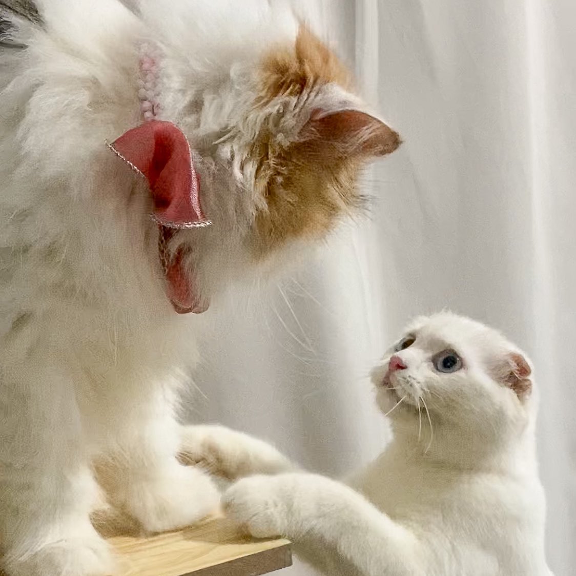૮꒰˵• ﻌ •˵꒱ა tweet media