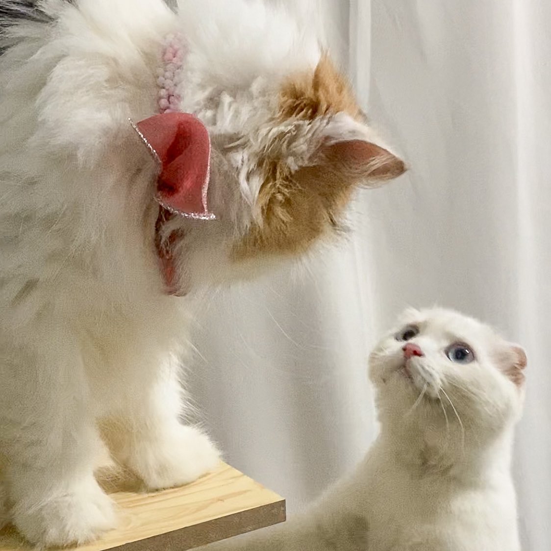 ૮꒰˵• ﻌ •˵꒱ა tweet media