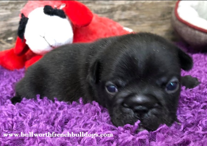 BullworthFB's tweet photo. This little Frenchie puppy's eyes are open.  Next comes walking! 🐾❤️
Bullworth French Bulldogs - (713) 504-0800
https://t.co/nBMKrxo766
.
.
#bullworthfrenchbulldogs #frenchbulldogs #frenchies #companiondogs #pets #puppies https://t.co/Ut5KR2FVIx