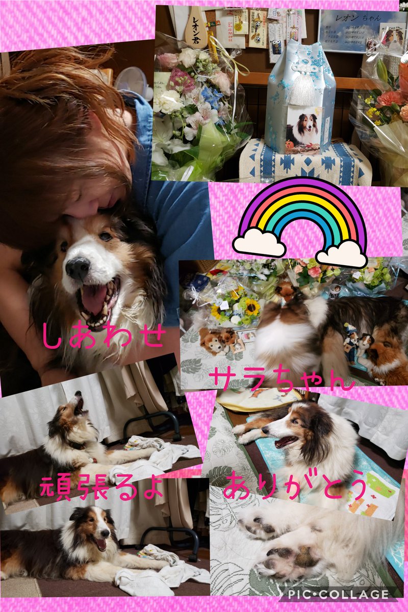 ✿レオン🍀ネオ✿ tweet media