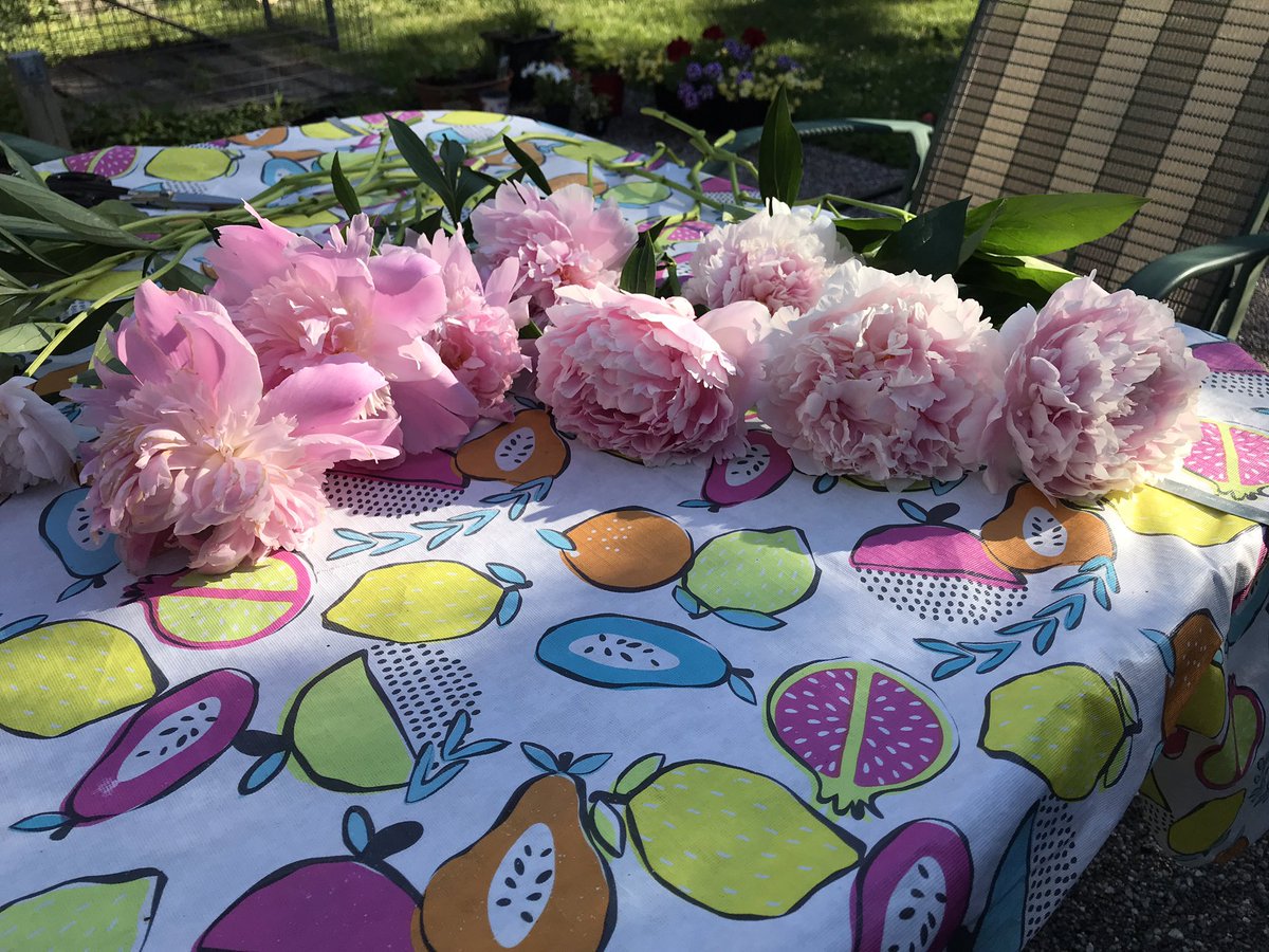 Glorious! ❤️ #peonies