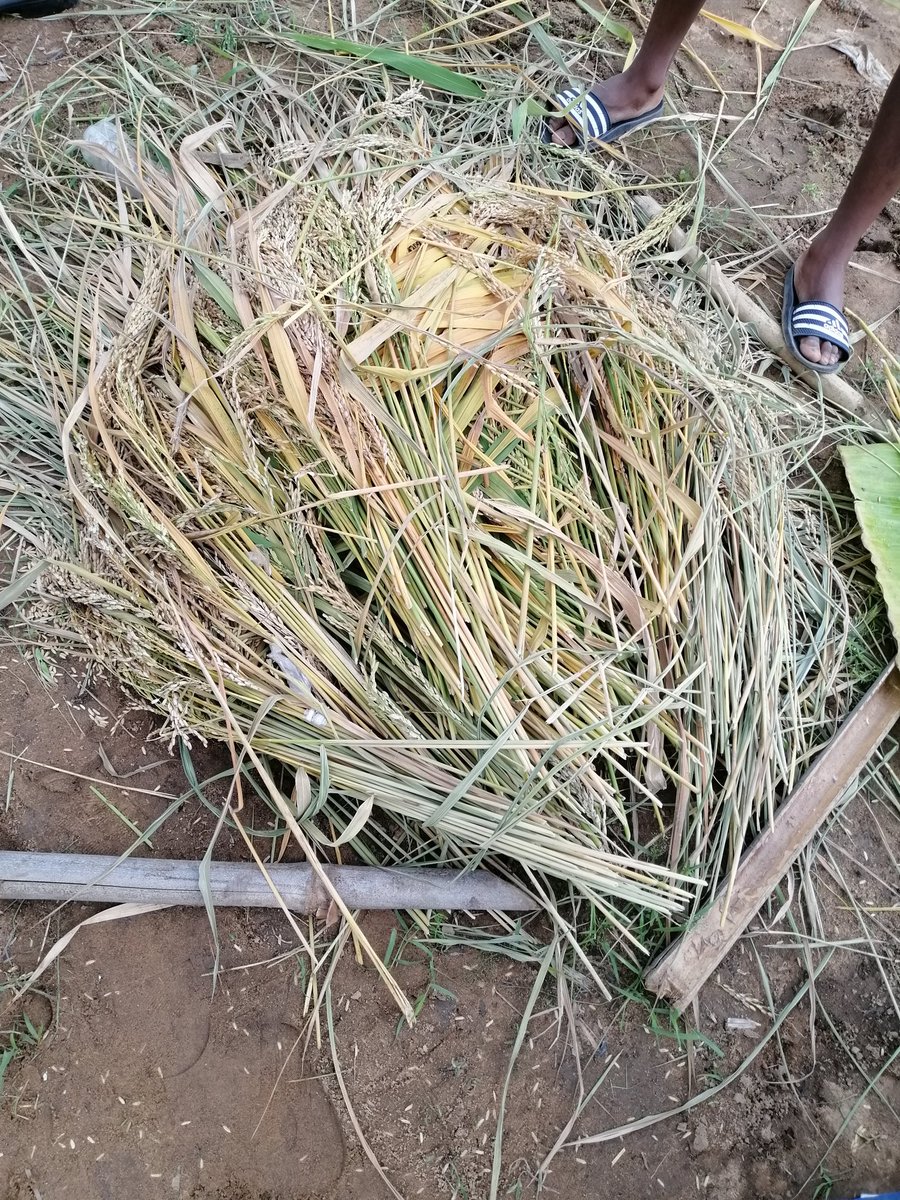 loboclem's tweet photo. Des #chercheurs de l'#UVCI dans leur champ de riz au bord de la #Comoe pour expliquer comment associer pedagogie et recherche action contre la #faim. https://t.co/4bn355A5K0