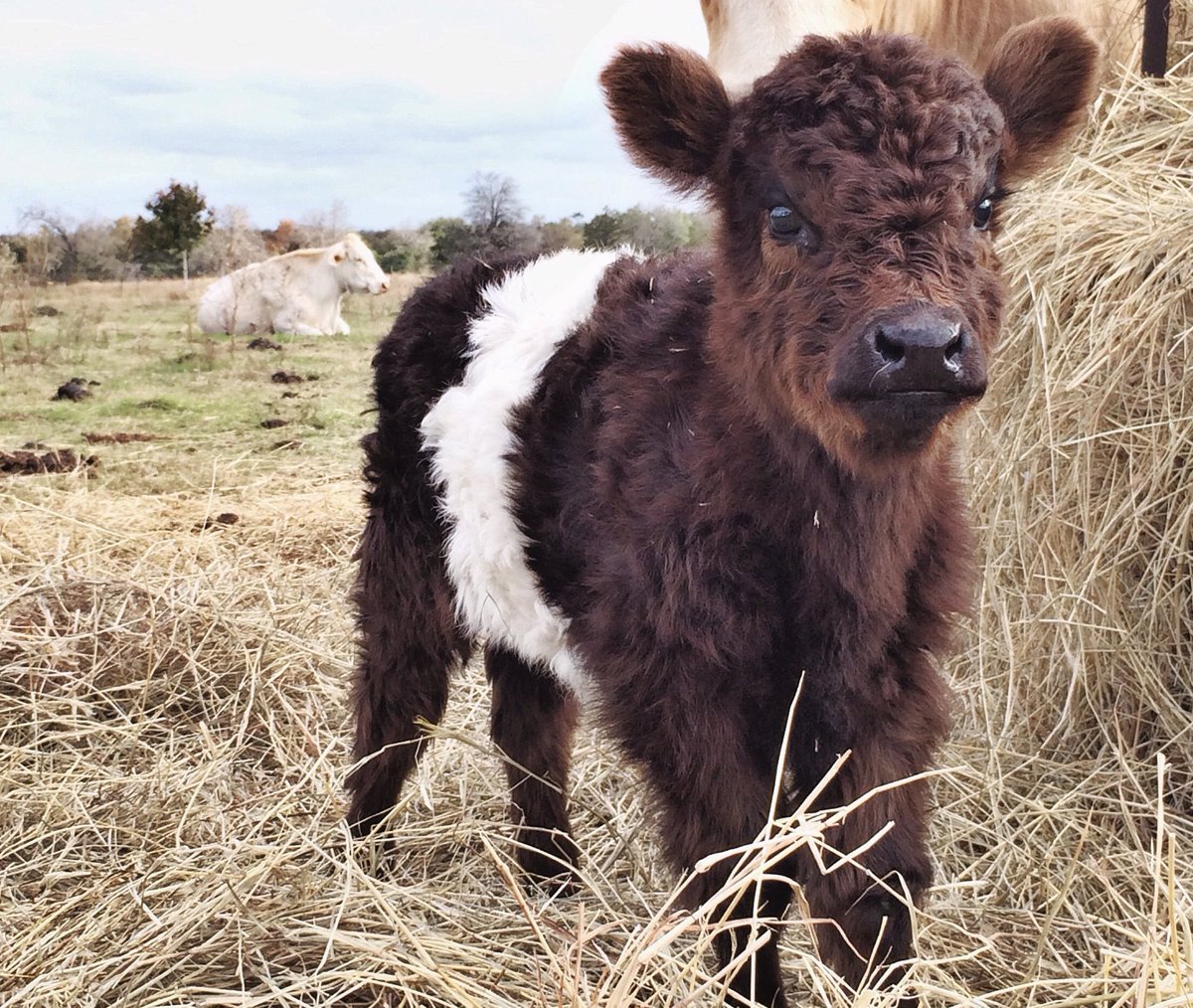 📅 19th June 2020
🐮 Susan 
🏷 @jessiekate9 
💕 #animaloftheday