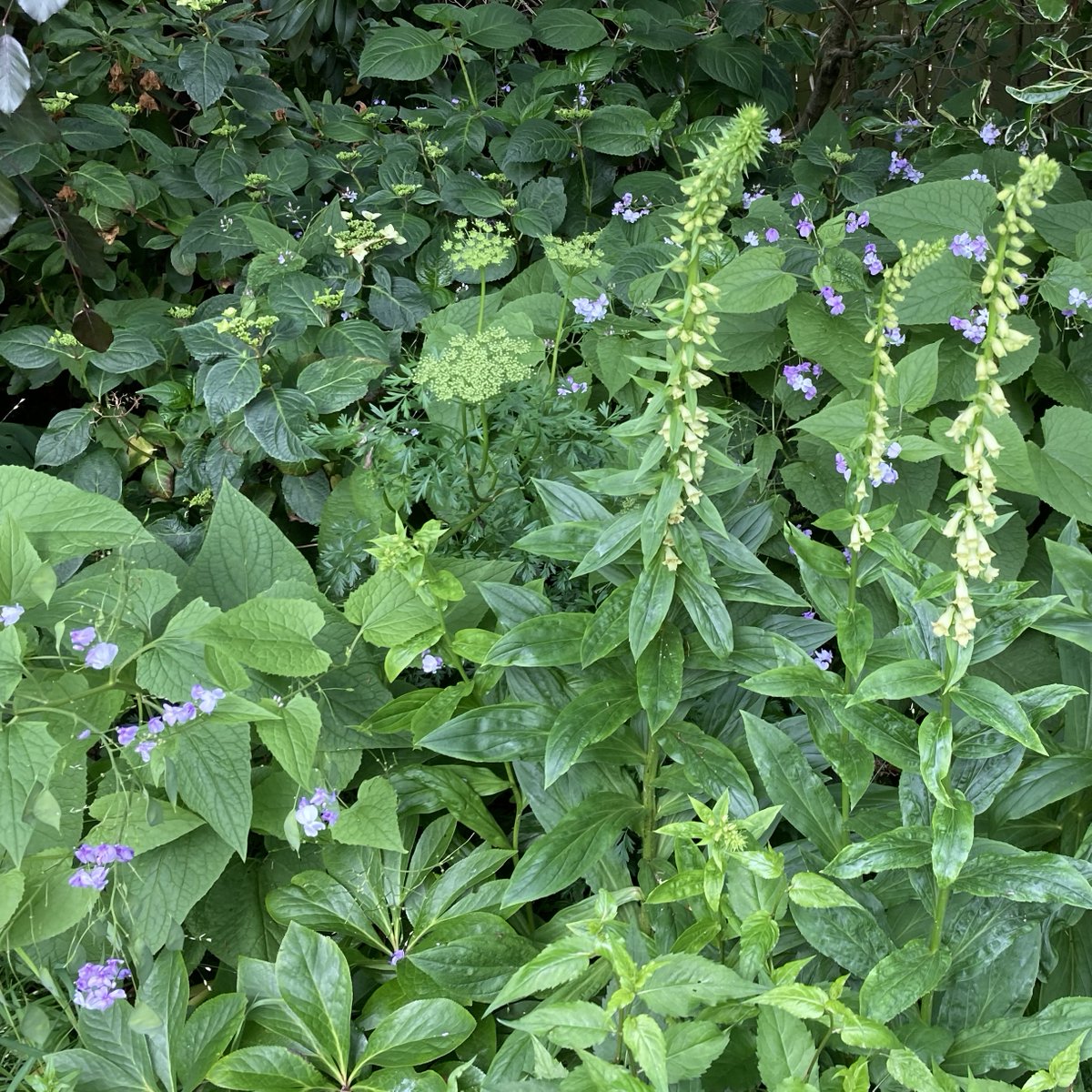 A quiet moment in the shade of the Copper Beech in the Woodland Bed.  Digitalis lutea, Lunaria rediviva, Cenolophium denudatum, with Hydrangea macrophylla 'Veitchii' just opening its flowers behind. #chooselandscape