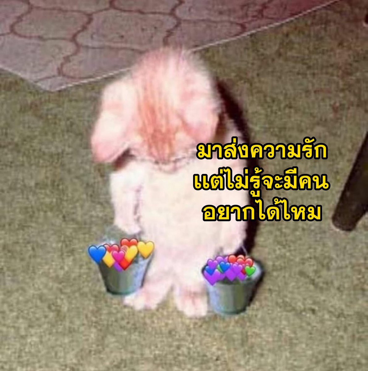 พพ ◡̈ tweet media