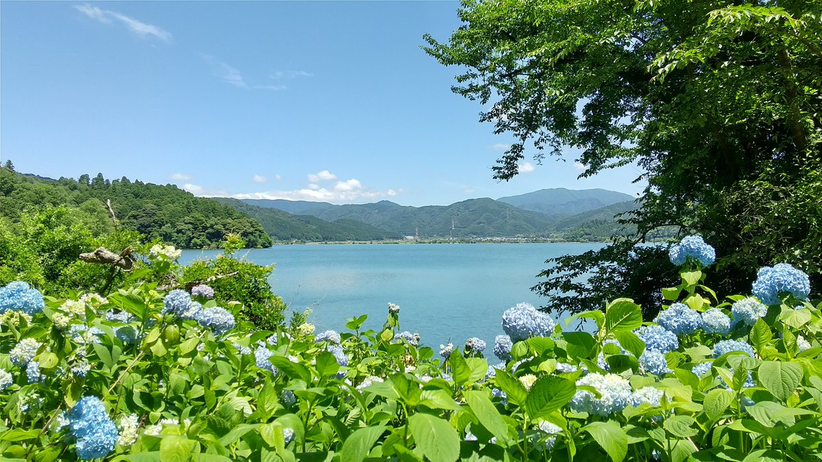 余呉湖あじさい園 余呉湖あじさい園