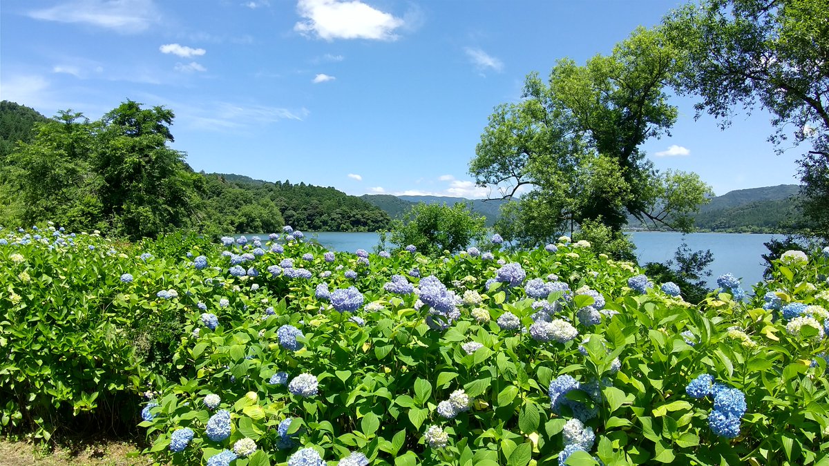 余呉湖あじさい園 余呉湖あじさい園