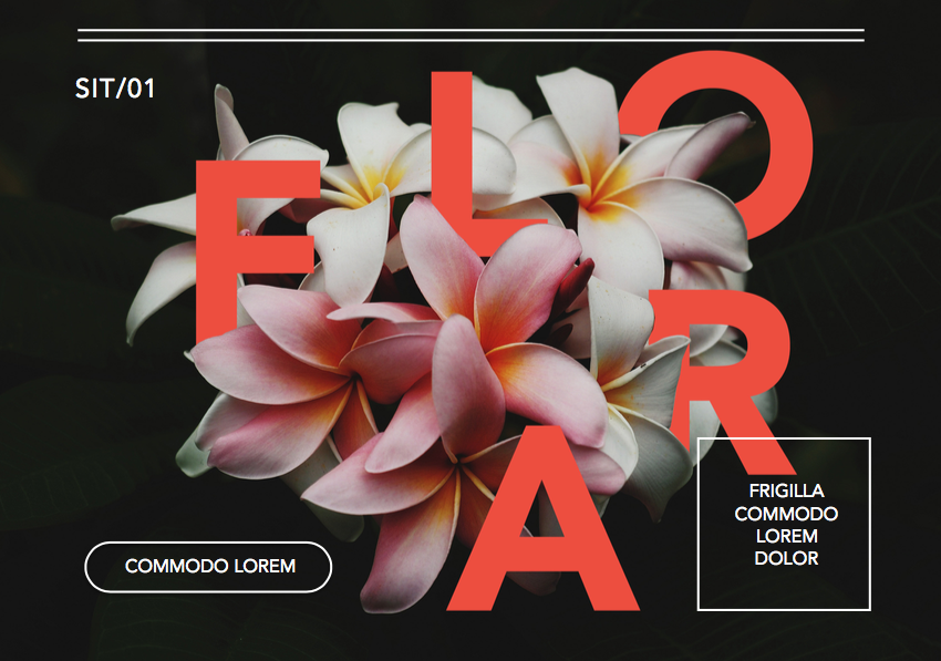 themeinn's tweet image. Flower banner 🖤

#flower #design #it #graphicdesign #photography #best #top #free #sale #banner #designer #photographer #true #work #workinprogress