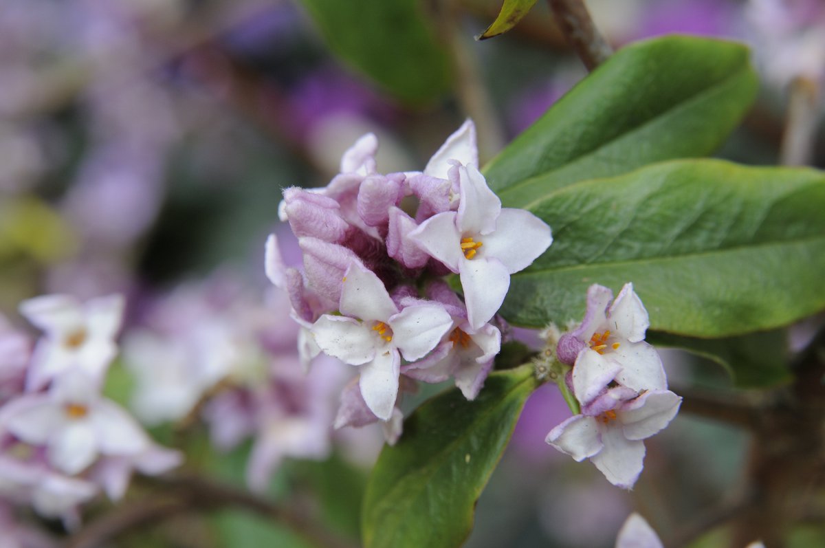 Scented plants add a whole new dimension to a garden, balcony, or to your home. They're ideal for smaller gardens, where scent can permeate the whole area 🌹

 See our top five fragrant plants: rhs.org.uk/advice/profile…

#GrowAtHome