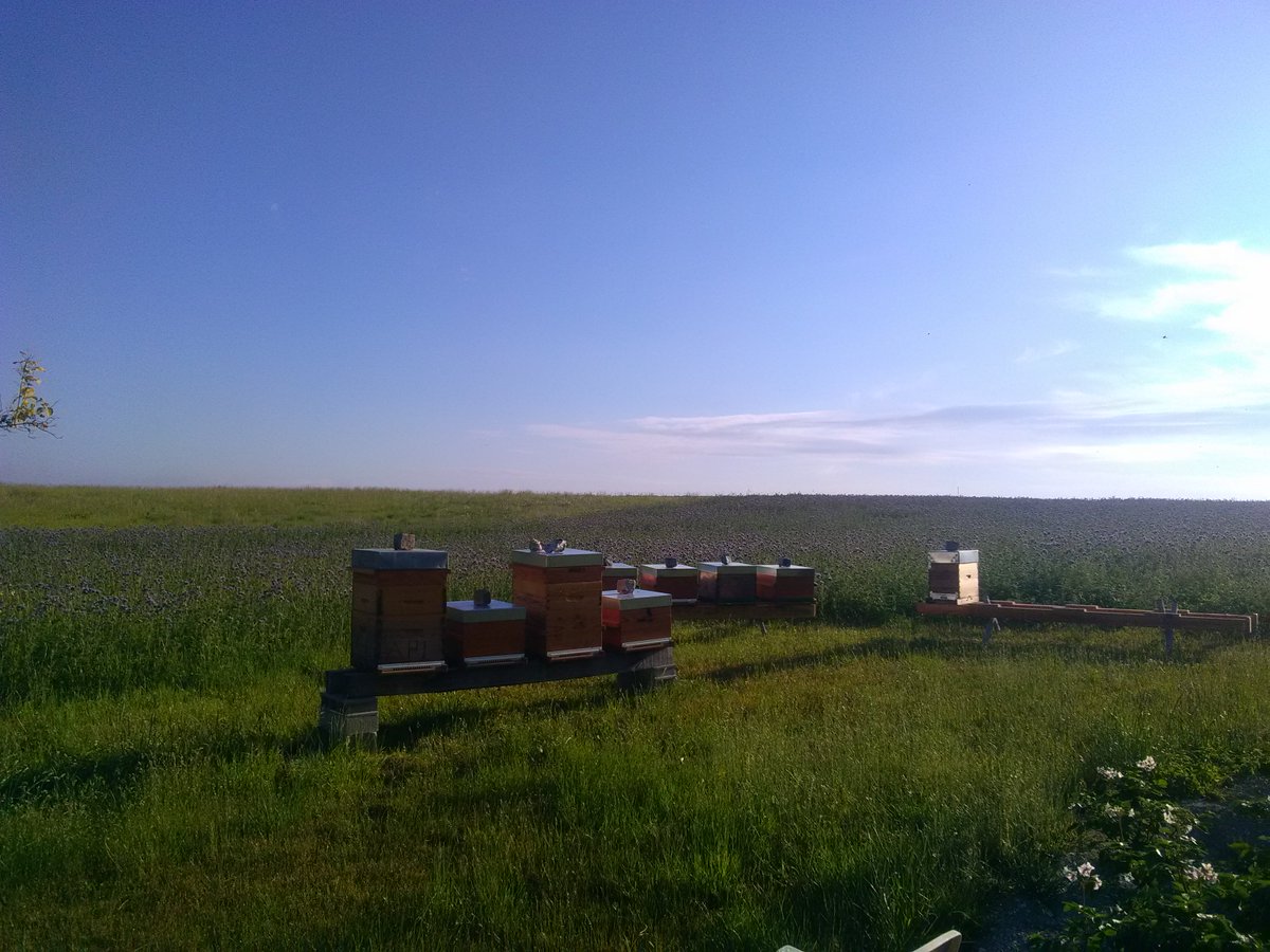RBAbuzz's tweet photo. Ecoutez, ça "buzz" par ici !
Des #abeilles domestiques et #pollinisateurs sauvages profitent de cette belle jachère #coupdpousse ! Merci à Sébastien Page pour ce retour. L'#agriculture au service de la #biodiversité 🌸
➡️Donner/recevoir un Coup d'Pousse : https://t.co/nOk3nhLRLJ https://t.co/XeTc1rBeGf