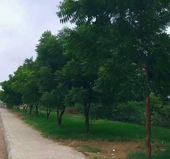Maryampanhwar16's tweet photo. نم جو وڻ  %55 گرمي ۽ %10 سردي  برداشت ڪرڻ جي سگھ رکي ٿو۔
ھڪ 12 فٽ جو وڻ 3 ايئر ڪنڊيشن جي برابر ٿڌ پيدا ڪندو آهي 
#SaveTreesSaveNature https://t.co/ORXTHOF2cr