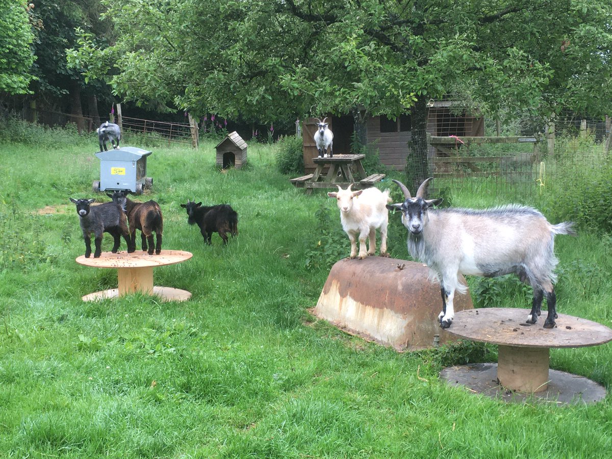 SouthYeoEast's tweet photo. Last breakfast all together. The kids are off to their new homes @gulvalschool and locally. We wish their new owners years of fun and entertainment with them https://t.co/nBoNjYkIGt