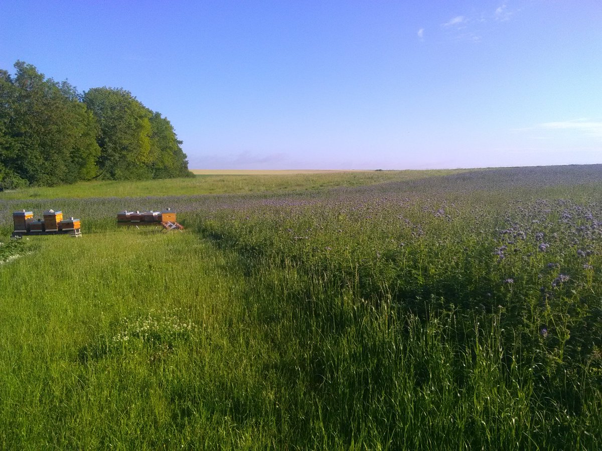 RBAbuzz's tweet photo. Ecoutez, ça "buzz" par ici !
Des #abeilles domestiques et #pollinisateurs sauvages profitent de cette belle jachère #coupdpousse ! Merci à Sébastien Page pour ce retour. L'#agriculture au service de la #biodiversité 🌸
➡️Donner/recevoir un Coup d'Pousse : https://t.co/nOk3nhLRLJ https://t.co/XeTc1rBeGf