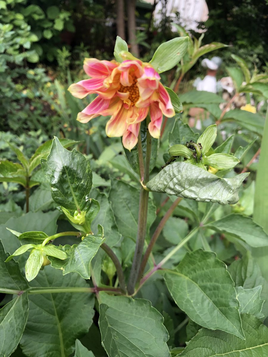 Marioara Iacoban (@marioaraiacoba1) on Twitter photo 