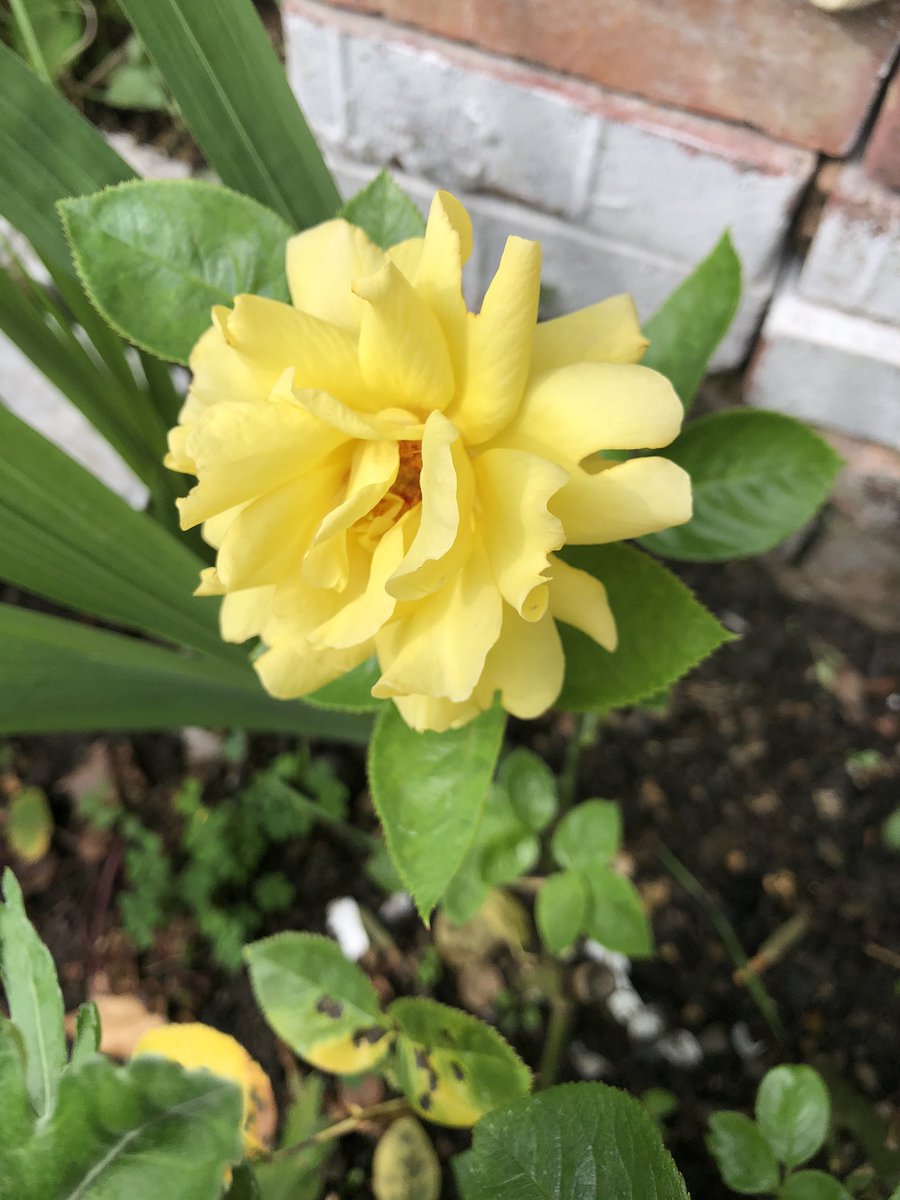 Marioara Iacoban (@marioaraiacoba1) on Twitter photo 