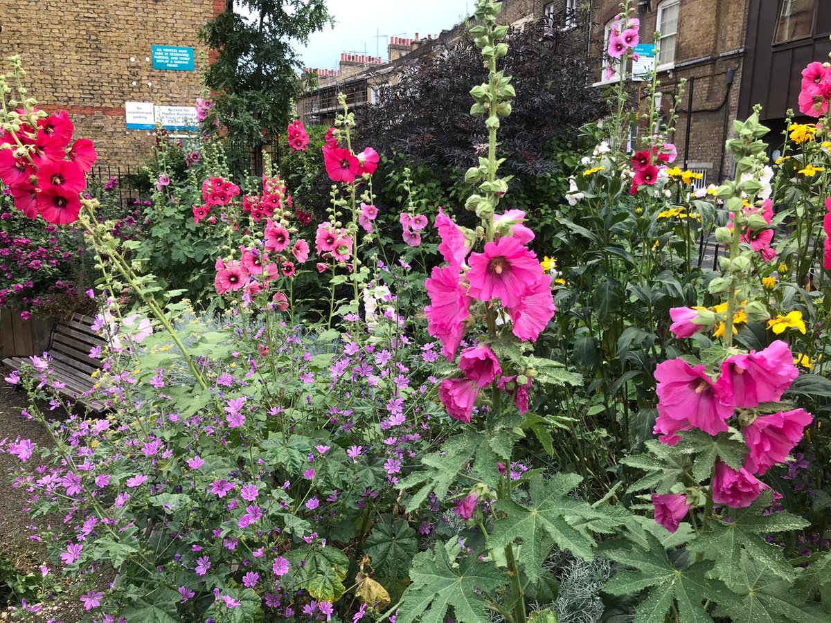 MobileGardeners's tweet photo. Wonderful blooms from the hollyhocks in Elliott’s Row Pocket Park right now. Thanks to Nelle for sharing these and her ongoing care of this precious space at Elephant and Castle. @se1 @GrahamNeale https://t.co/LGzzGcB0Bb