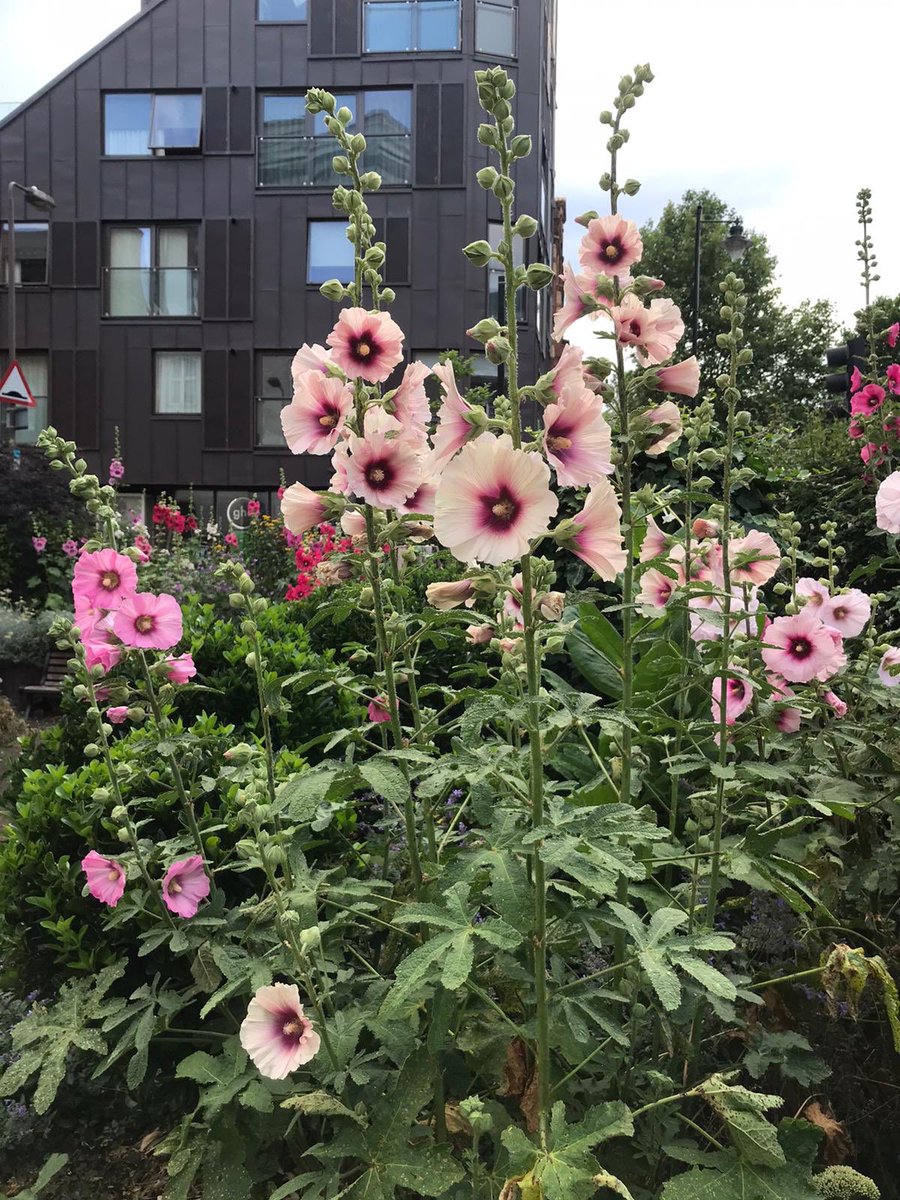 MobileGardeners's tweet photo. Wonderful blooms from the hollyhocks in Elliott’s Row Pocket Park right now. Thanks to Nelle for sharing these and her ongoing care of this precious space at Elephant and Castle. @se1 @GrahamNeale https://t.co/LGzzGcB0Bb