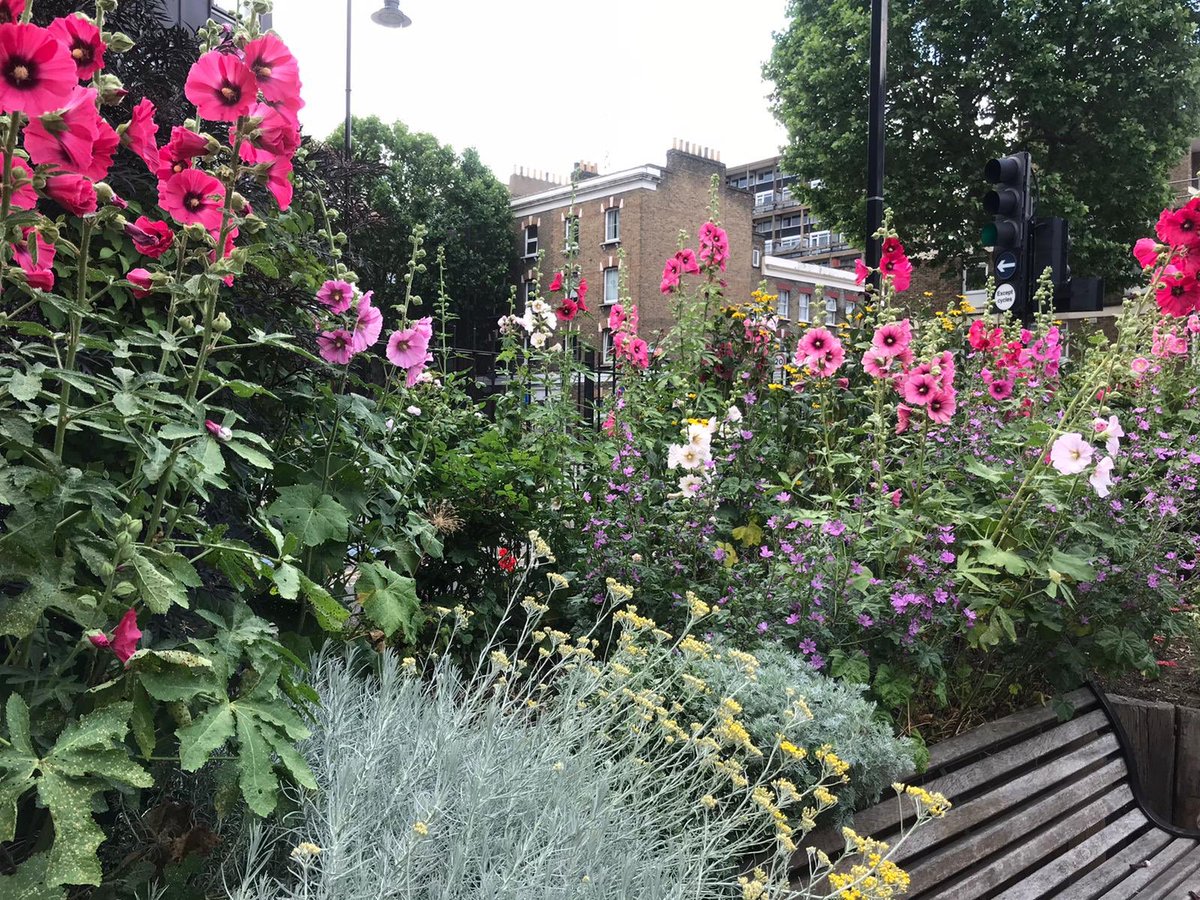 MobileGardeners's tweet photo. Wonderful blooms from the hollyhocks in Elliott’s Row Pocket Park right now. Thanks to Nelle for sharing these and her ongoing care of this precious space at Elephant and Castle. @se1 @GrahamNeale https://t.co/LGzzGcB0Bb