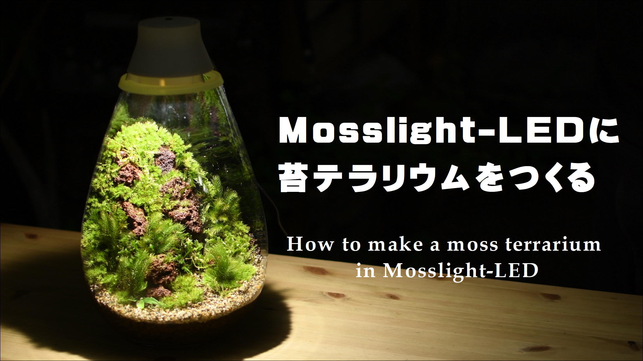 טוויטר 道草 Michikusa 苔テラリウム בטוויטר 照明付きテラリウム容器mosslight Ledで苔テラリウムをつくる動画公開しました 照明で美しく照らされた苔の世界をお楽しみください 視聴はこちら T Co Qghqsxdxwg T Co Wwzuntbwmd