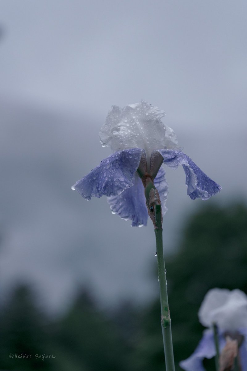 梅雨嫌いじゃない
