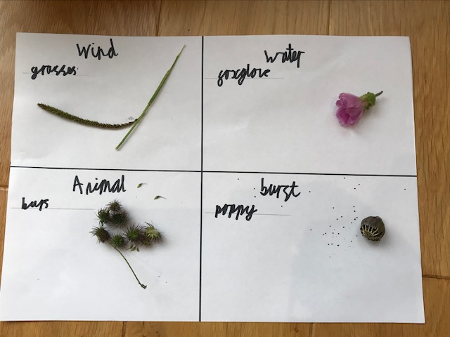 overleighY3's tweet photo. Sam went on an expedition to investigate seed dispersal, he was fascinated by the difference between plants. And as you can see he was delighted with his findings. Top stuff, Sam! https://t.co/FuYcBqVVNW
