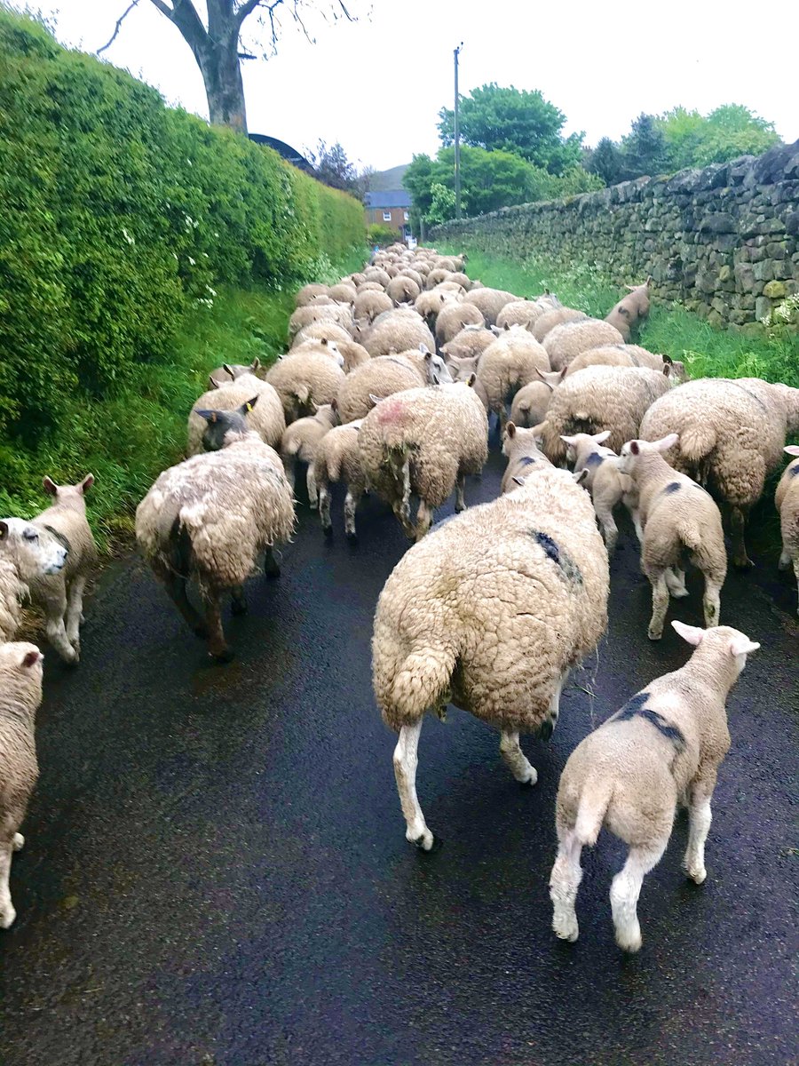 struttsmorpeth's tweet photo. Rush hour in the #countryside! If you're looking for a slower pace of life in #Northumberland, then @struttsmorpeth might have your perfect property!
#struttandparker #countryliving #lookingtomove https://t.co/xfIwJK8hwS