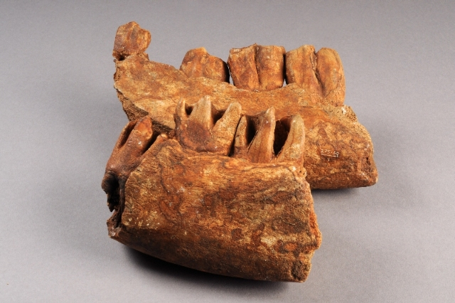 Pain au chocolat and deliciously buttery rhinocerous jaw.These bone fragments were excavated from Pleistocene cave deposits at Kent's Cavern, Torquay. Because yes: rhinocerouses did once roam the plains of Kent. Unlike the less impressive pain au chocolat.