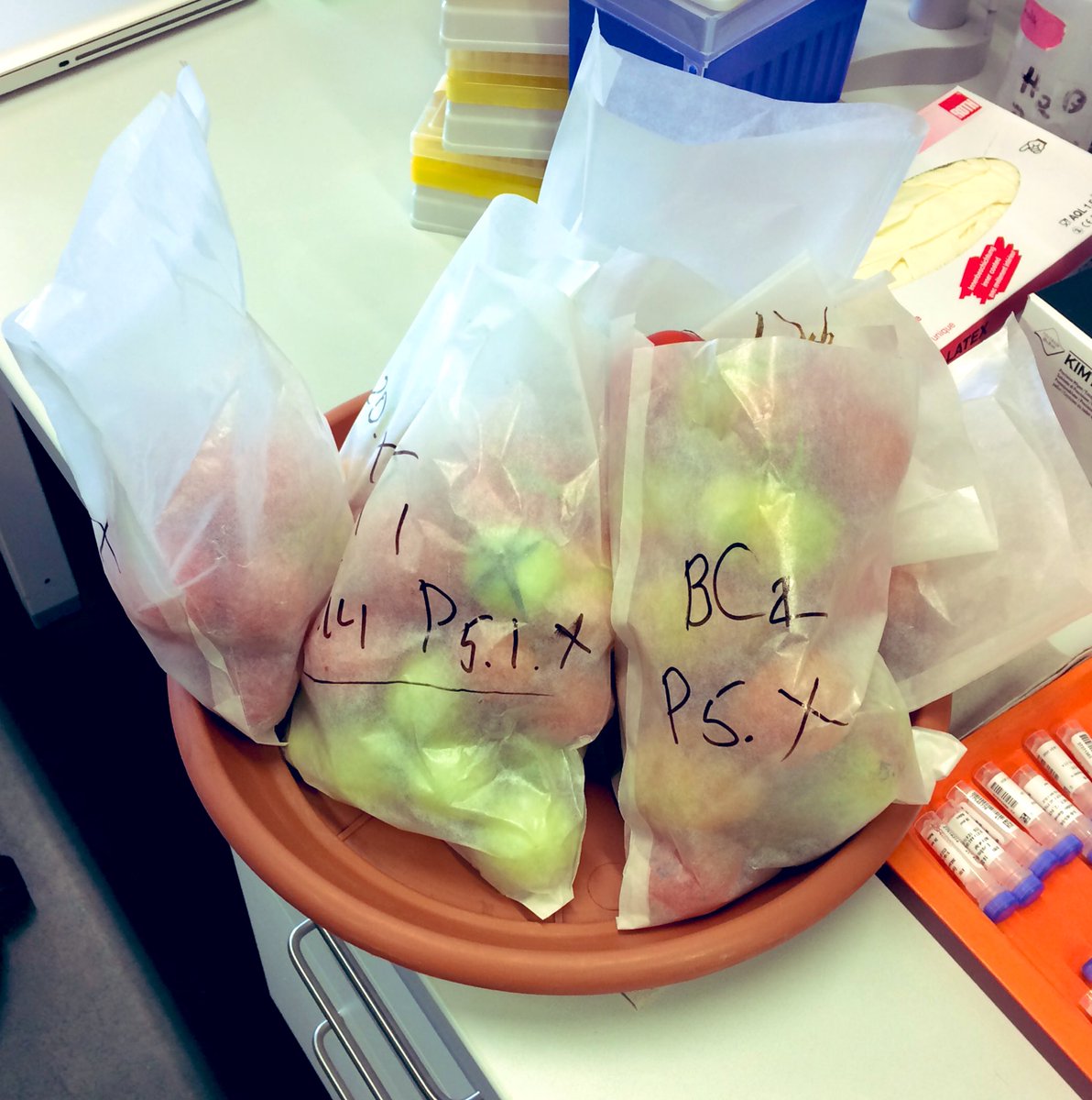 Kirill Schenstniy (@k_schenstniy) on Twitter photo Sometimes it feels like I need one more hand 🖐 to analyze all of my transgenics :( Sometimes it feels like I need one more hand 🖐 to analyze all of my transgenics :(