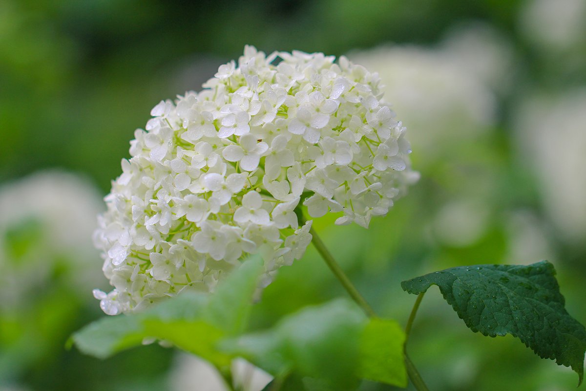 長居植物園 雨の日のアジサイ Part2 今日の天気は雨 ということで 雨に濡れた アジサイ 投稿します 写真はアメリカ原産の 紫陽花 アナベル アジサイ園のなかでも人気の高い品種です 咲き進むにつれ装飾花の色が 緑 白 緑 と変化し 長居植物園 雨の日のアジサイ Part2 今日の天気は雨 ということで 雨に濡れた アジサイ 投稿します 写真はアメリカ原産の 紫陽花 アナベル アジサイ園のなかでも人気の高い品種です 咲き進むにつれ装飾花の色が 緑 白 緑 と変化し