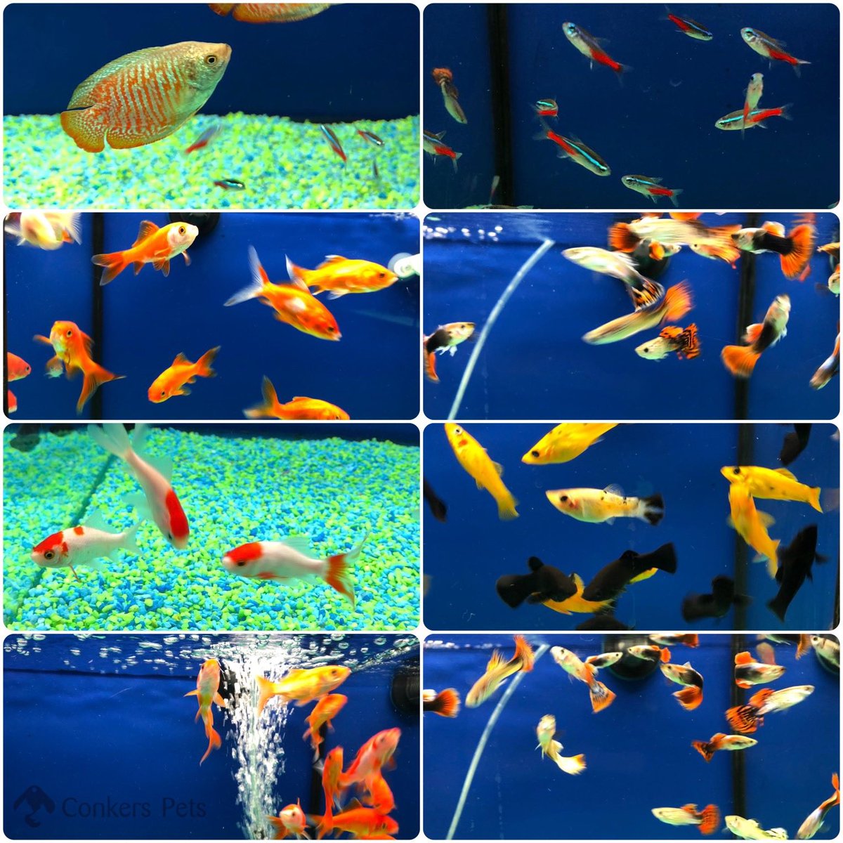 🐠 Fish Friday! 🐠 we finally have our beautiful fish back! 🤗 (sorry about the pics they wouldn’t stay still for their photos 🤣)  #fishfriday #beautifulfish #goldfish #guppyfish #gourami #mollyfish #fishphotos #shoplocal #visitfelixstowe