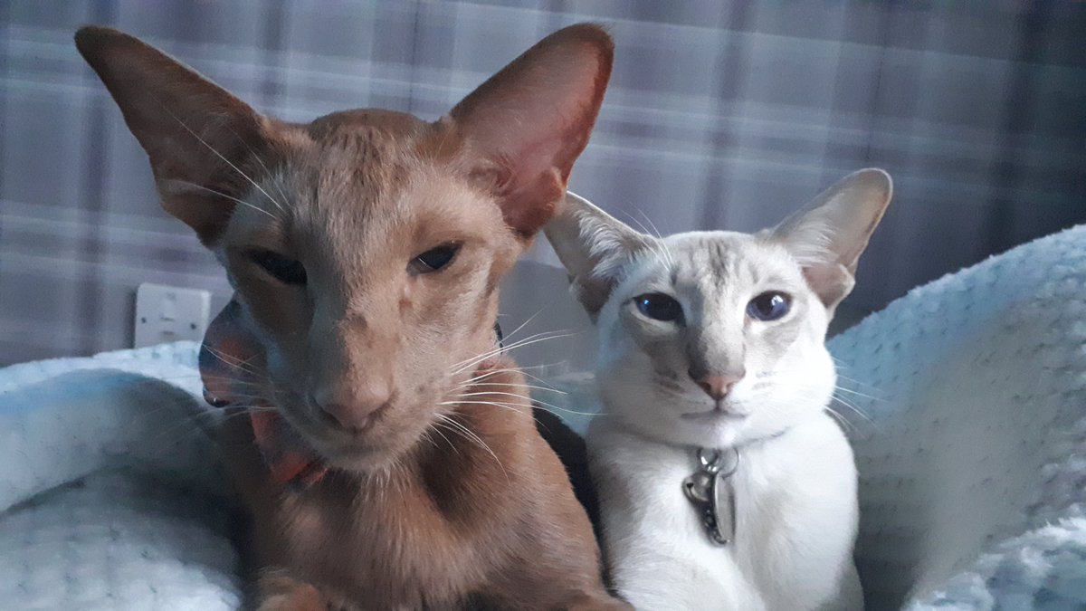 jolenehunter's tweet image. Good morning.. We have a new tactic..  give her cramp so she moves and feeds us! 😈 #WheresWalter🐒 #JessiePinks🐯 #CatsAreInCharge #CatsOfTwitter #CatsOfTheQuarantine @Diablo_Siamese