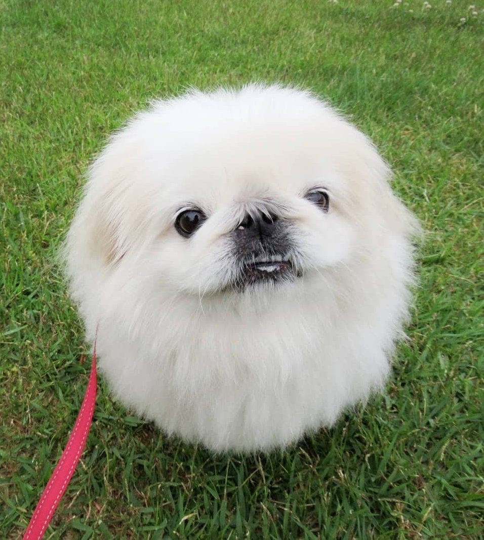 うにたん まん丸選手権優勝 丸い犬 ペキニーズ Pekingese もふもふ モフモフ いぬのきもち 페키니즈 いぬ 犬 ペット T Co Yq3zmjq517 Twitter