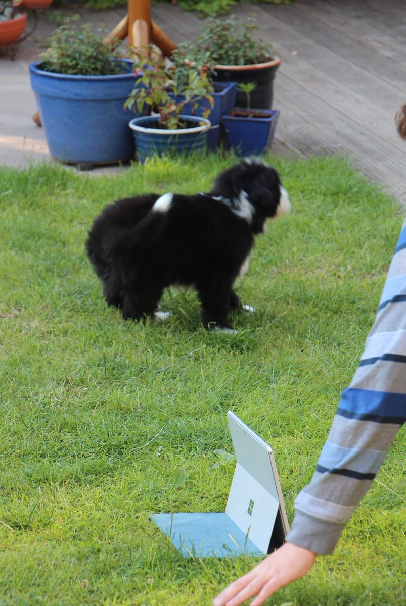 Zooming for the first time for her first training class with K9 Training and Advisory. She is a very quick learner and @MasakoX is too!

#puppytraining #puppytrainingtips #puppylove #puppy #beardedcollieworld  #beardedcollie  #dogs #clever