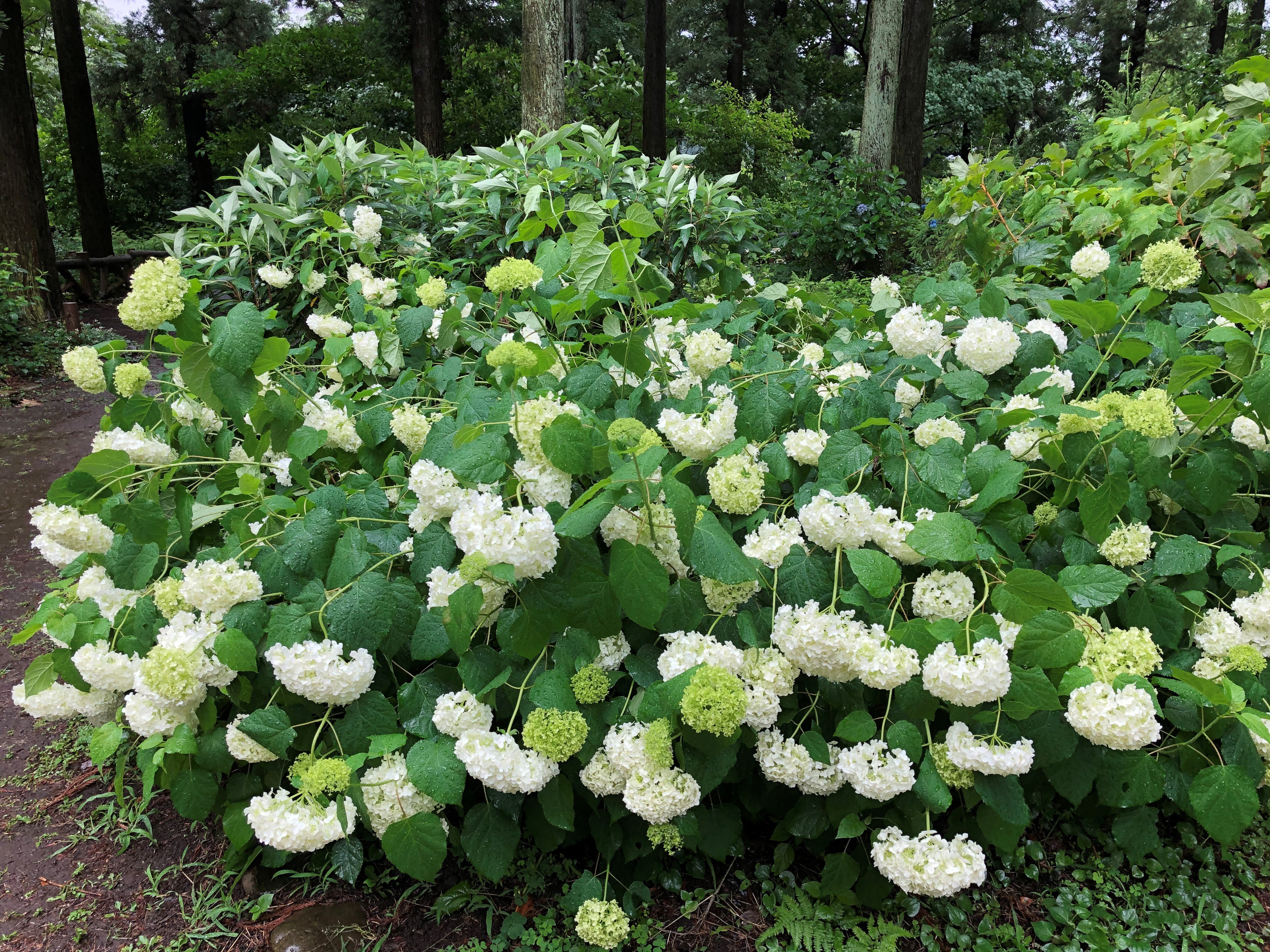 神代植物公園 ニュース スタッフより 園芸係 あじさい園でアジサイ アナベル が開花中 多くのアジサイは来年の花を楽しむため 花後の７ ８月ごろに剪定を行わなければいけませんが アナベルは春に花芽ができるので 花を冬まで残していても大丈夫