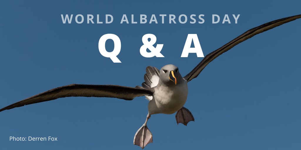 *LIVE* Q&A today for #WorldAlbatrossDay! Meet the #HumanStars from this week’s talks & learn about the incredibly valuable conservation work of the #AlbatrossTaskForce @BirdLife_News, BAS & @Natures_Voice. Starts 12:00pm (BST) Join here 👉 buff.ly/2UxKvCq #WAD2020